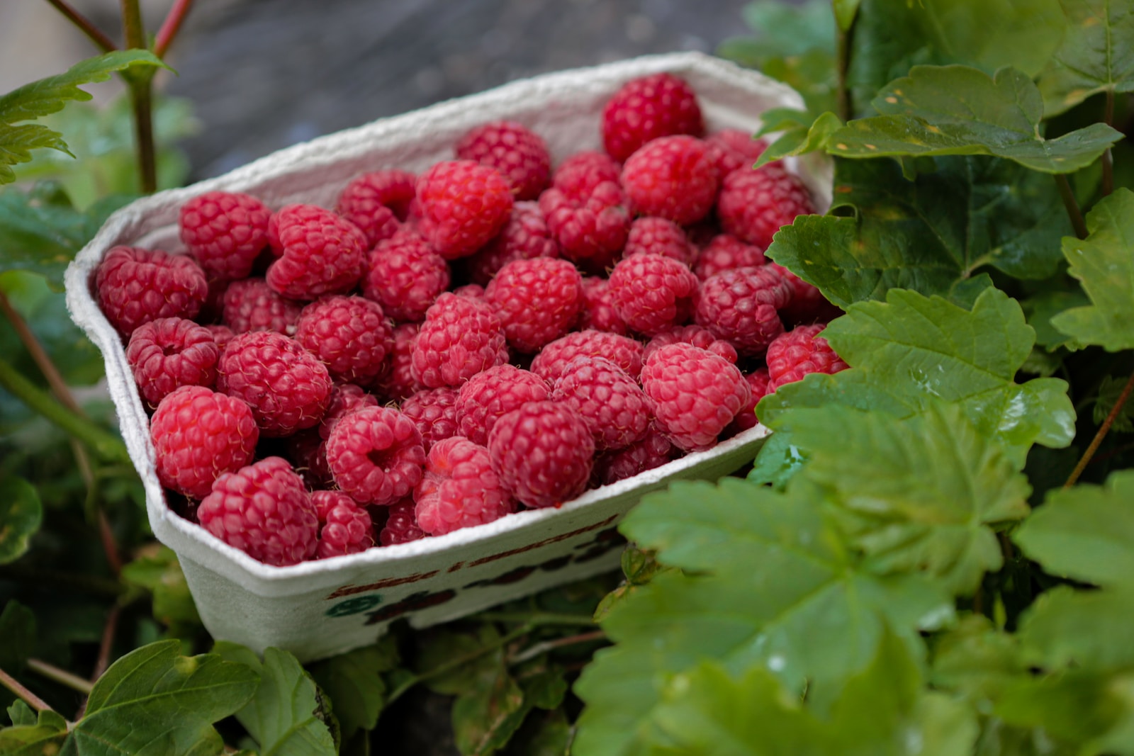 red raspberry on white plastic container